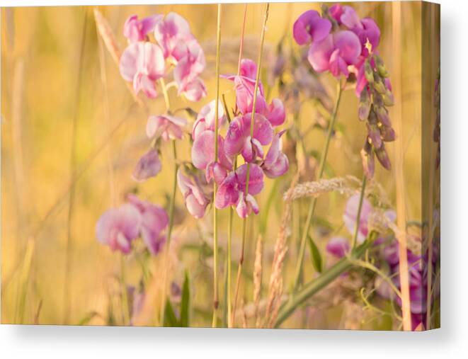 Pink Vetch Canvas Print featuring the photograph Sunny Garden 3 by Bonnie Bruno