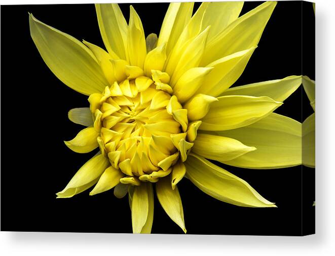 Yellow Flower Canvas Print featuring the photograph Sunny Prince by Marina Kojukhova