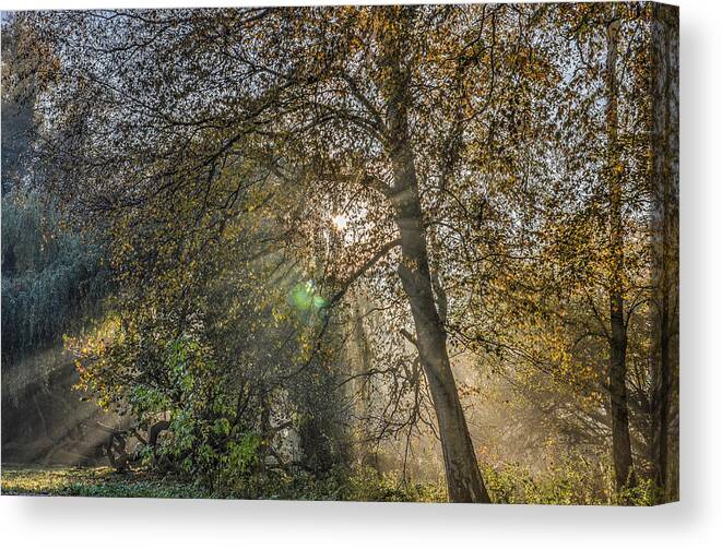 Forest Canvas Print featuring the photograph Sunrays Through Autumn Trees by Frans Blok
