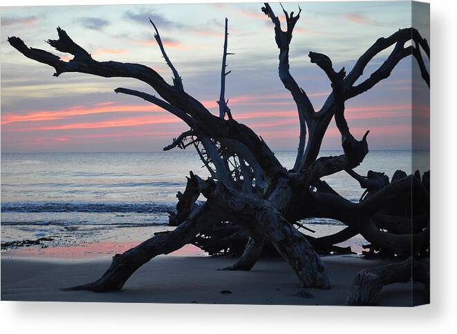 Driftwood Beach Canvas Print featuring the photograph Sunrise at Driftwood Beach 5.1 by Bruce Gourley