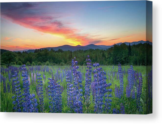 #surise#lupines#sugarhill#newhampshire#landscape#field#mountains Canvas Print featuring the photograph Sunrise Over the Ridge by Darylann Leonard Photography