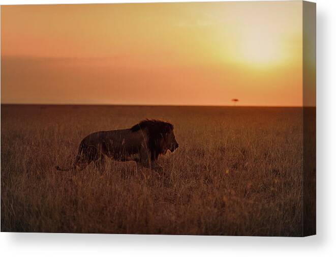 Lion Canvas Print featuring the photograph Sunrise Stroll by Vicki Jauron
