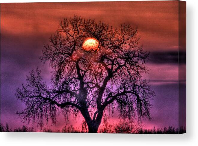 Sunrise Canvas Print featuring the photograph Sunrise Through The Foggy Tree by Scott Mahon