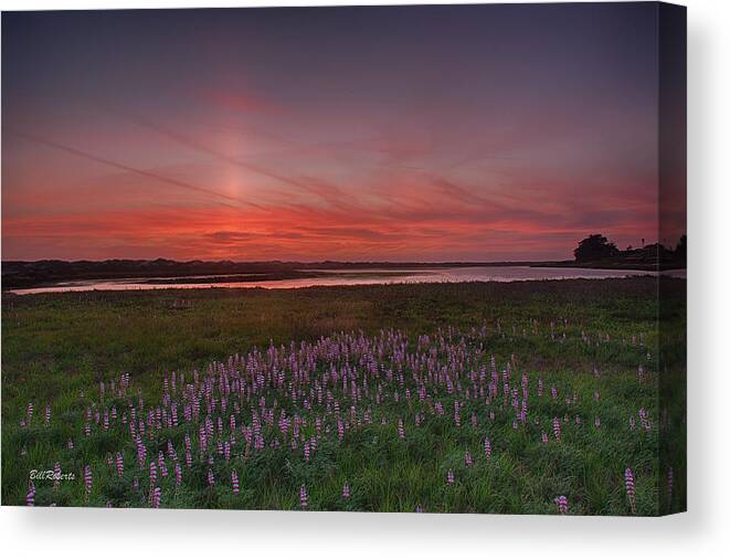 Central California Coast Canvas Print featuring the photograph Sunset and Lupine by Bill Roberts