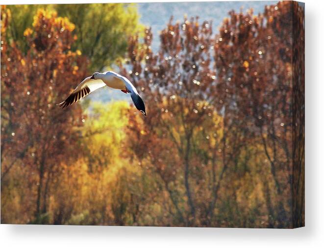 Snow Gooses Canvas Print featuring the photograph Sunset Flight by Leda Robertson