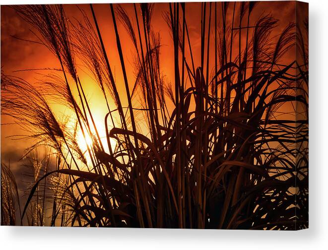Landscape Canvas Print featuring the photograph Sunset Grass by Jim Love