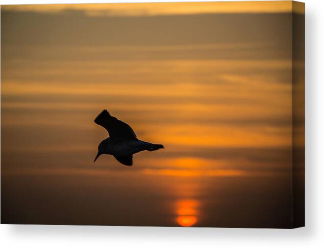 3 Nd Nature Canvas Print featuring the photograph Sunset Seagull by Gregory Daley MPSA