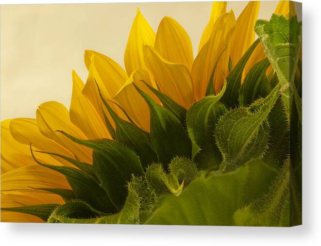 Sunflower Canvas Print featuring the photograph Sunshine Under The Petals by Sandra Foster
