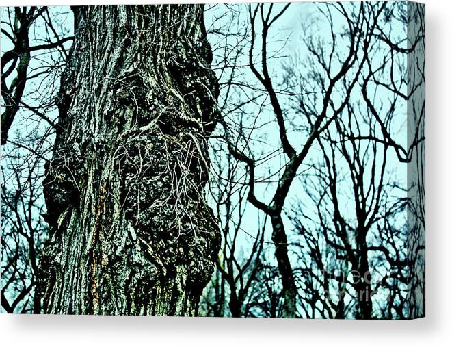 Tree Canvas Print featuring the photograph Super Tree by Sandy Moulder