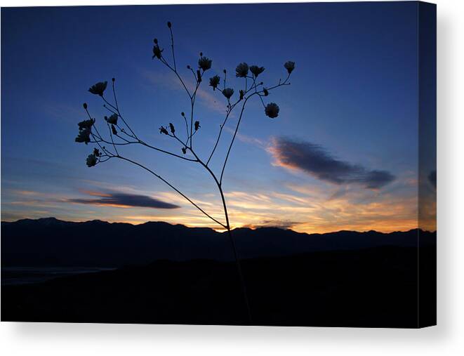 Superbloom 2016 Canvas Print featuring the photograph Superbloom Sunset in Death Valley 101 by Daniel Woodrum