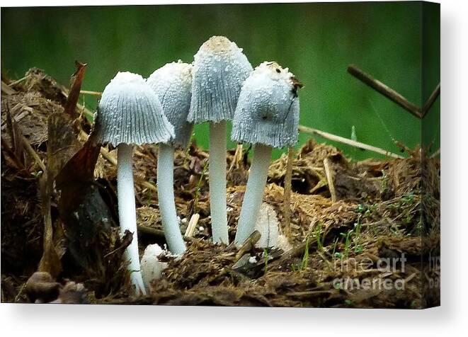 Nature Canvas Print featuring the photograph Support Group by Julia Hassett