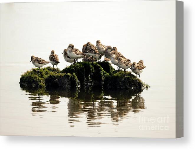 Shore Birds Canvas Print featuring the photograph Survivor island who will get voted off by Sam Rino
