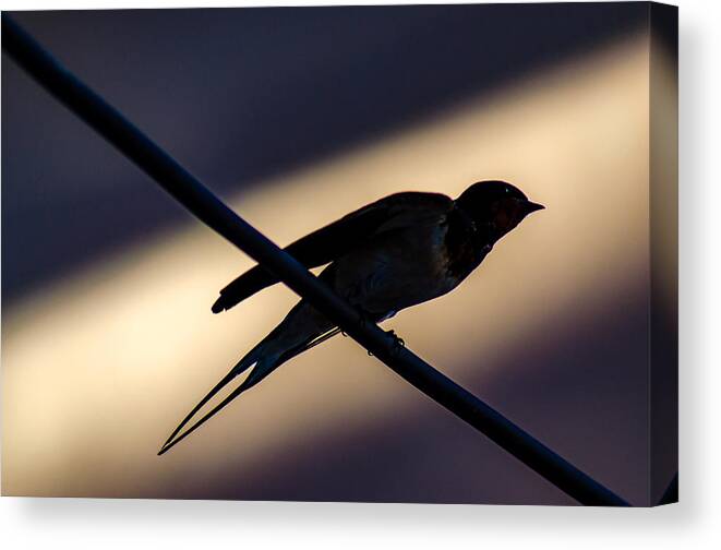 Speed Canvas Print featuring the photograph Swallow Speed by Rainer Kersten