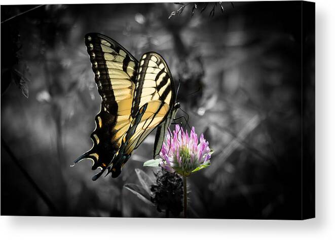 Butterfly Canvas Print featuring the photograph Swallowtail Butterfly- Color Pop by Holden The Moment