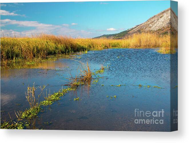 Bulgaria Canvas Print featuring the photograph Swamp by Jivko Nakev