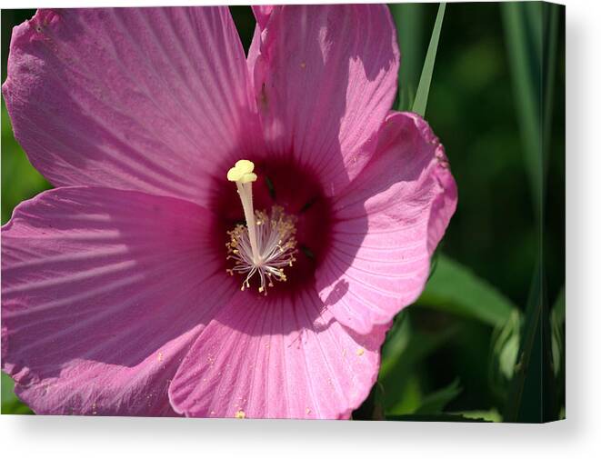 Aroma Canvas Print featuring the photograph Swamp Rose Mallow by Jack R Perry