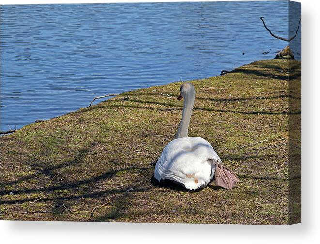 Swan Canvas Print featuring the photograph Swan 577 by Maria Keady