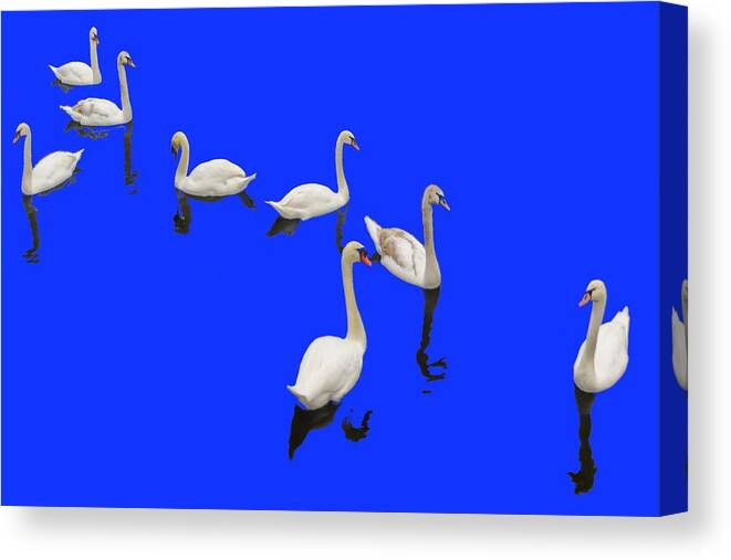 Background Blue Canvas Print featuring the photograph Swan Family On Blue by Constantine Gregory