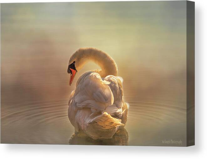 Swan Canvas Print featuring the photograph Swan light by Mary Clough