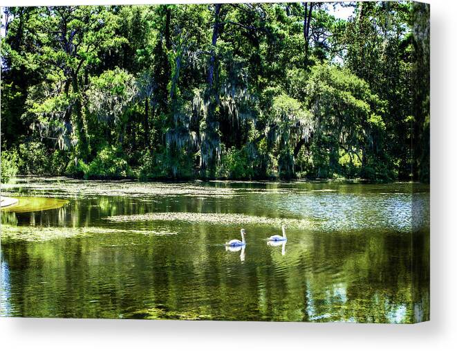 Color Canvas Print featuring the photograph Swans -1 by Alan Hausenflock