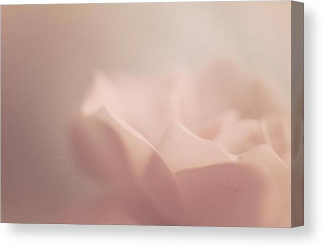 Rose Art Canvas Print featuring the photograph Sweet Angel Rose by The Art Of Marilyn Ridoutt-Greene