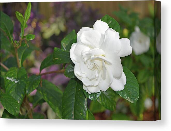 Gardenia Canvas Print featuring the photograph Sweet Gardenia by Aimee L Maher ALM GALLERY