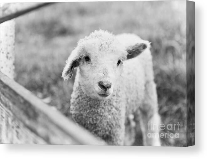 Sheep Canvas Print featuring the photograph A Lamb by Lara Morrison