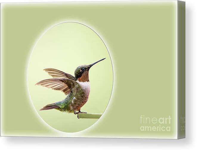 Sweet Canvas Print featuring the photograph Sweet Little Hummingbird by Bonnie Barry