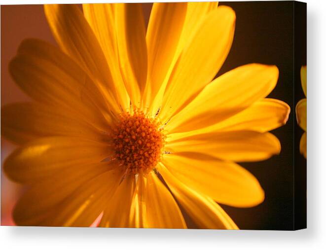 Flower Canvas Print featuring the photograph Sweet One by Julie Lueders 