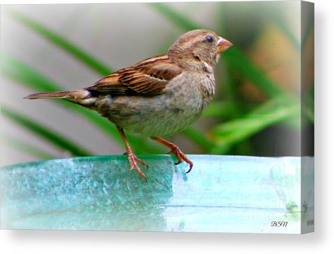 Bird Canvas Print featuring the photograph Sweet Sparrow by Barbara S Nickerson