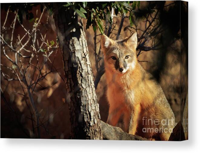 Forest Canvas Print featuring the photograph Swift Fox by Richard Smith