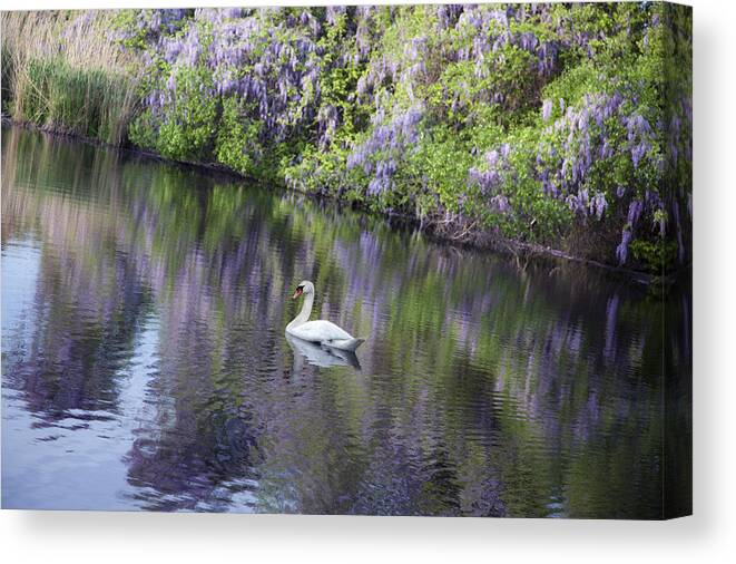 Wisteria Canvas Print featuring the photograph Swimming in Wisteria by Denise Rafkind