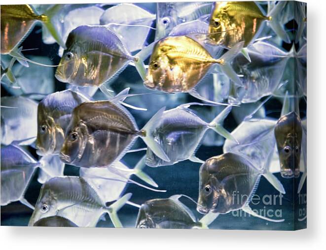 Color Fish Canvas Print featuring the photograph Swirling Fish Tank Aquarium by Chuck Kuhn