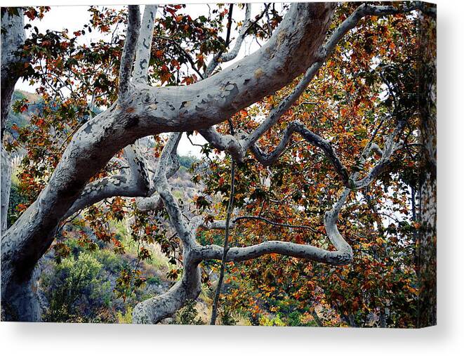 Sycamore Tree Canvas Print featuring the photograph Sycamore Tree Abstraction by Glenn McCarthy Art and Photography