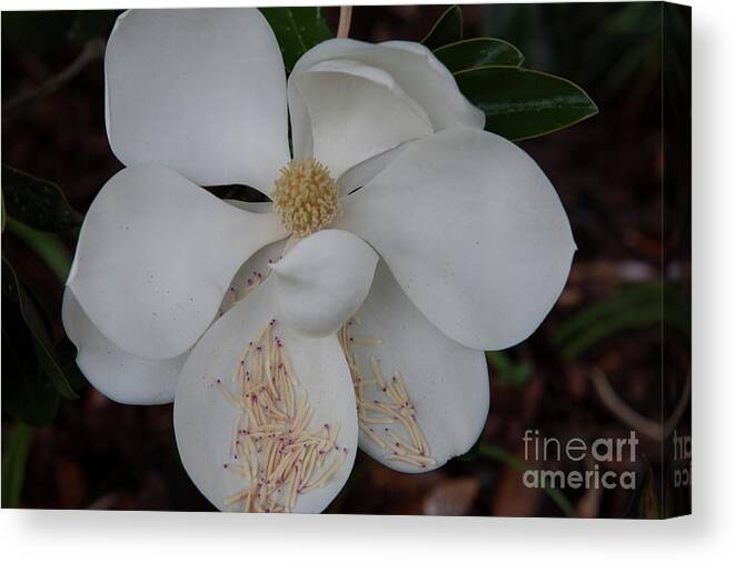 Magnolia Canvas Print featuring the photograph Symbol of the South by Dale Powell