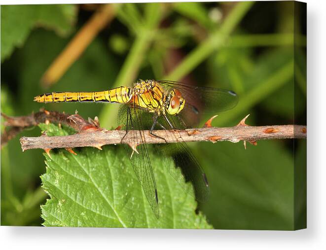 Odonata Canvas Print featuring the photograph Sympetrum sanguineum by Bob Kemp