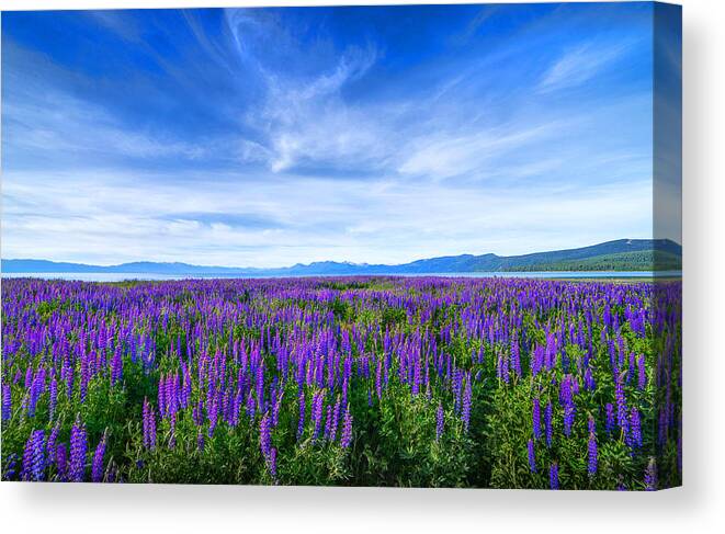 Lupines Canvas Print featuring the photograph Tahoe Lupines by Janet Kopper