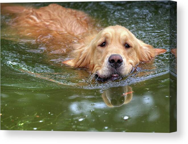 Dog Canvas Print featuring the photograph Emerging by Tatiana Travelways