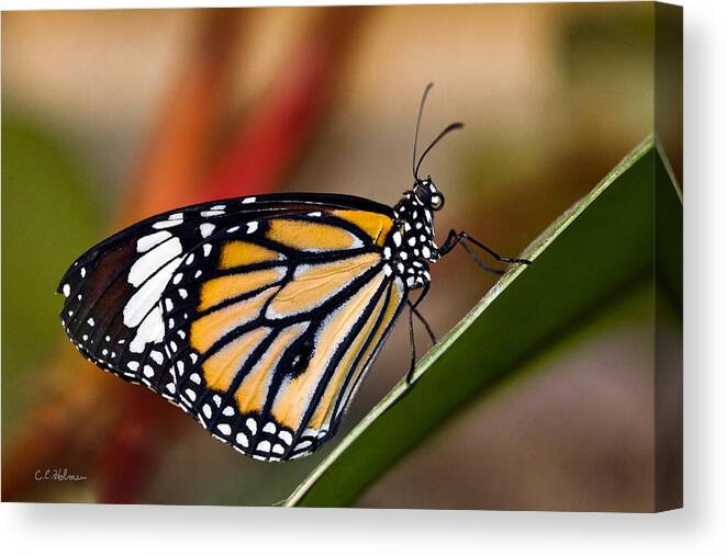 Butterfly Canvas Print featuring the photograph Taking A Break by Christopher Holmes