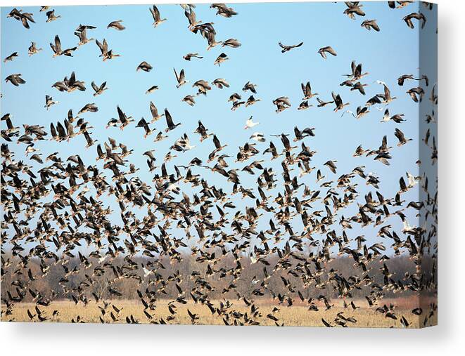 Geese Canvas Print featuring the photograph Taking Flight 3 by Bonfire Photography