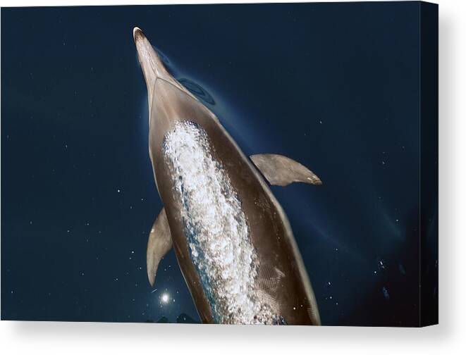 Porpoise Canvas Print featuring the photograph talking Back by David Shuler