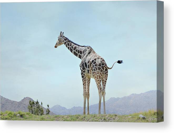 Masai Giraffe Canvas Print featuring the photograph Tall Blonde 3 by Fraida Gutovich