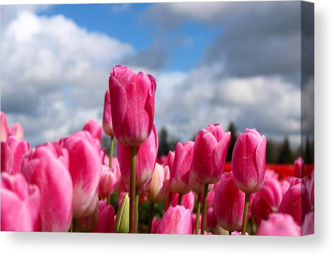 Tulip Canvas Print featuring the photograph Tall Standing Tulip by Brian Eberly