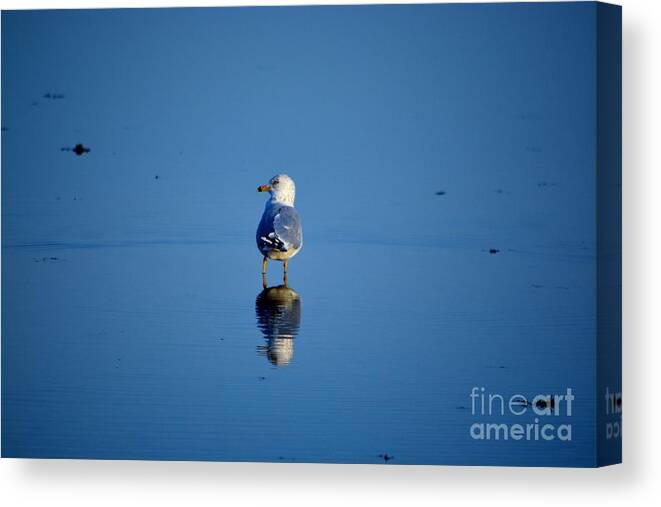 Seagull Canvas Print featuring the photograph Tan Lines by Dani McEvoy