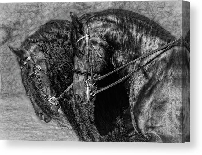 Tandem Friesians Canvas Print featuring the photograph Tandem Friesians by Wes and Dotty Weber