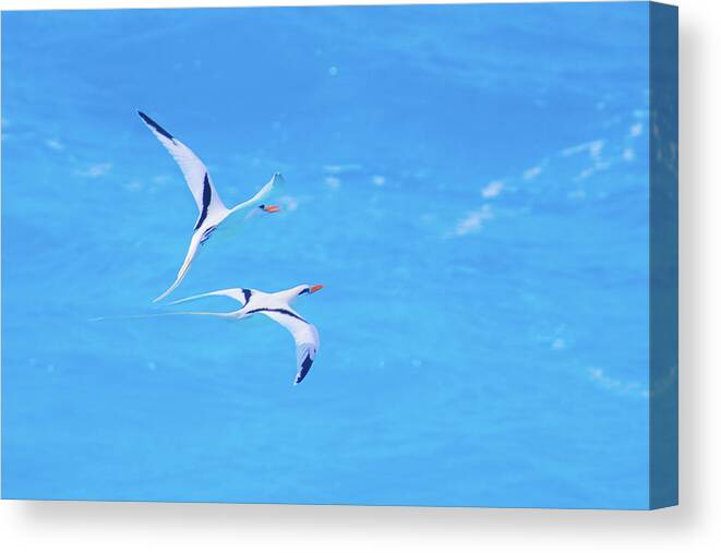 2018 Canvas Print featuring the photograph Tangential Longtails by Jeff at JSJ Photography
