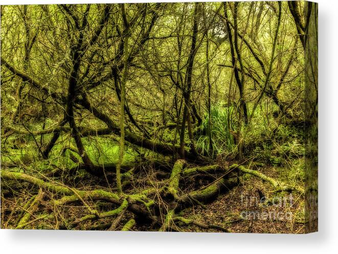 Branch Canvas Print featuring the photograph Tangled trees by Jim Orr