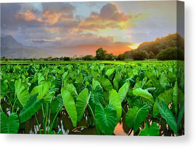 Hawaii Canvas Print featuring the photograph Taro Fields by DJ Florek