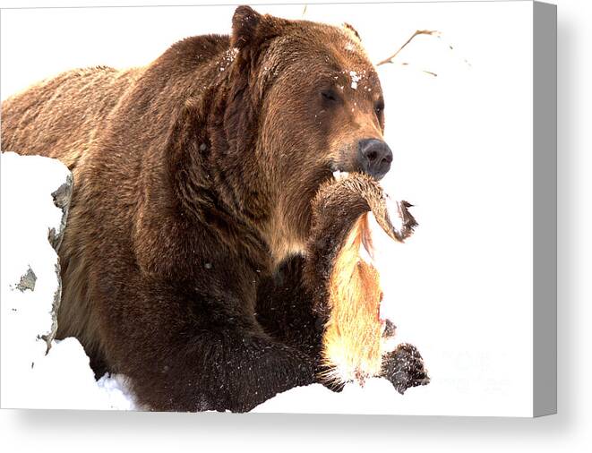 Grizzly Bear Canvas Print featuring the photograph Tasty Grizzly Catch by Adam Jewell