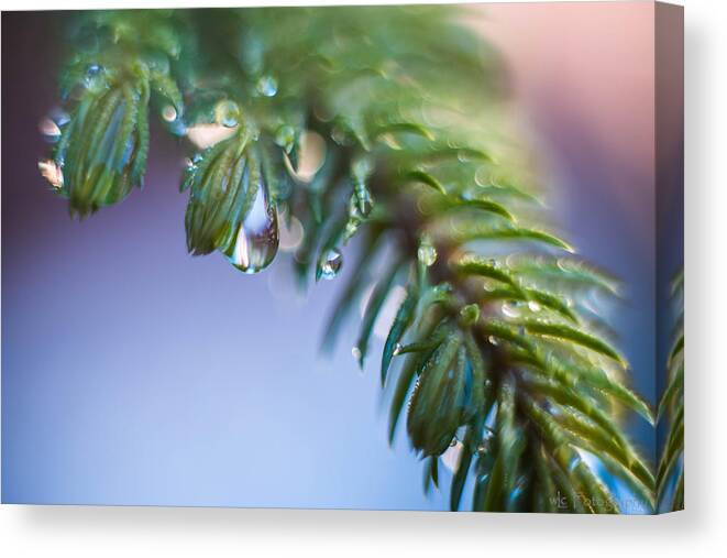 Rain Drops Canvas Print featuring the photograph Tears of Nature by Wendy Carrington